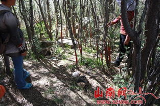 山南紀(jì)委駐村工作隊(duì)實(shí)地踏勘林木糾紛原發(fā)地，推動(dòng)矛盾糾紛化解