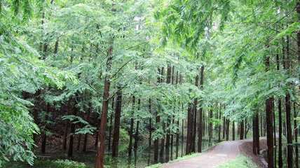 浙江部署國家重點(diǎn)林木良種基地發(fā)展任務(wù) 聚焦盆景產(chǎn)業(yè)升級(jí)