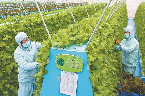 氣霧栽培技術(shù)在蔬菜培育中的應(yīng)用 節(jié)本增效的新路徑